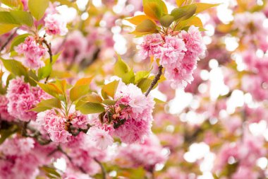 Pembe sakura yaprakları makro bahar arkaplanı. Yüksek kalite fotoğraf