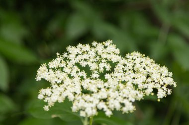 Çiçek açmış bir mürver çiçeğinin (Sambucus nigra) ayrıntılı makro görüntüsü. Yumuşak sarı-beyaz çiçekler bitkisel tıp konseptlerinde, yemek malzemelerinde, doğa arka planlarında ve botanik illüstrasyonlarında kullanılmak üzere desenli bir çiçek deseni oluştururlar..