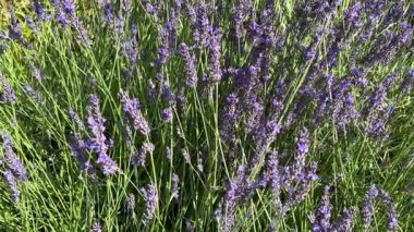 Arıların polen salgıladığı lavanta tarlası doğal lavanta bal üretimidir. Yüksek kaliteli FullHD görüntüler