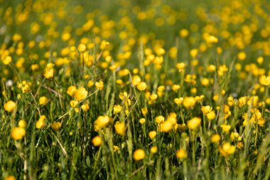 Bahar bahçesi arka planı için yumuşak yeşil yaprak dokusu. Yüksek kalite fotoğraf