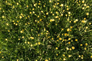 Sarı çiçekli bahar çayır manzarası doğal arka plan. Yüksek kalite fotoğraf