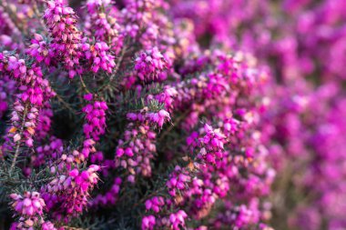 Mor bahar çiçekleri. Mor Çiçek Arkaplanı. Mor kenevir tarlası. Yüksek kalite fotoğraf