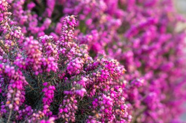 Pembe çiçekli bahar çiçekleri doğal arka planda. Yüksek kalite fotoğraf