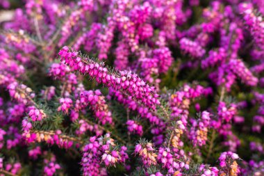 Çiçek açan pembe çiçekler bahar desenli çalılar. Yüksek kalite fotoğraf