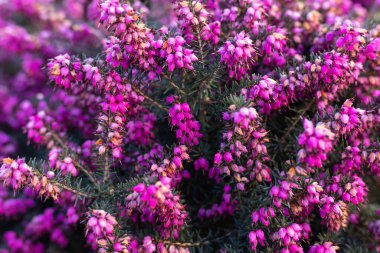 Dekoratif pembe bahar çiçekleri arka planı. Yüksek kalite fotoğraf