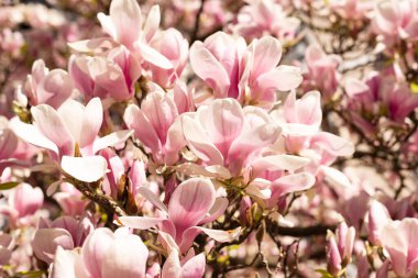 Çiçek açan bir manolyanın dalı. Baharda çiçek açan bir ağaç. Magnolia yakın plan. Yüksek kalite fotoğraf