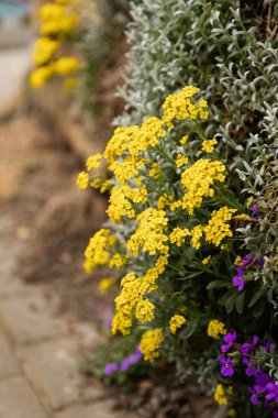 Dekoratif sarı bahar çiçekleri bahçe duvar dokusu. Yüksek kalite fotoğraf