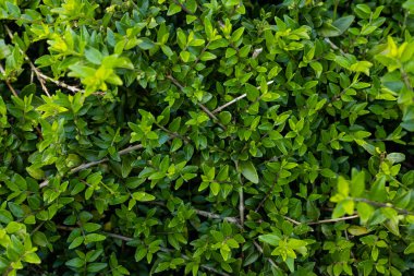 Yeşilli yeşil çalı doğal arkaplan dokusunu bırakır. Yüksek kalite fotoğraf
