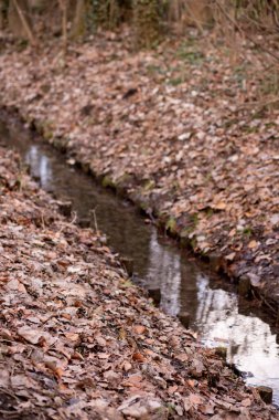 Yaban bitkileri ve dolambaçlı yolları olan erken bahar ormanları. Yüksek kalite fotoğraf