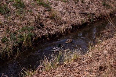 Botanik ortamı, ağaçlar ve doğal dokular. Yüksek kalite fotoğraf
