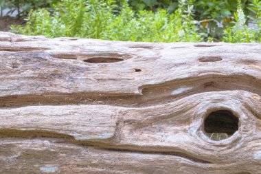 Doku, ahşap doku arka plan ağaç