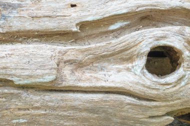 Doku, ahşap doku arka plan ağaç