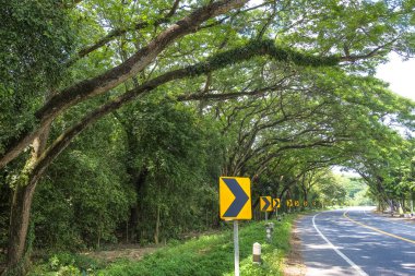 Büyük ağaçlar yol işareti ile eğri yolun yanında