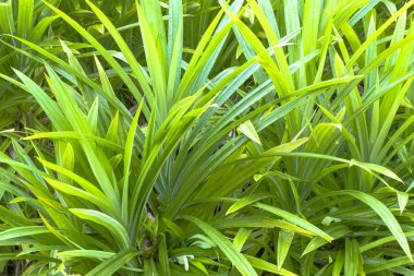 Pandan yaprakları, Tay Herb