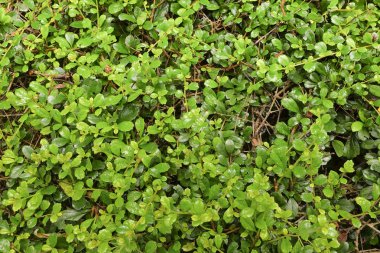 Küçük yeşil yapraklar arkaplan