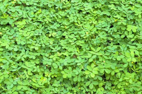 Pequeñas hojas verdes fondo — Foto de Stock