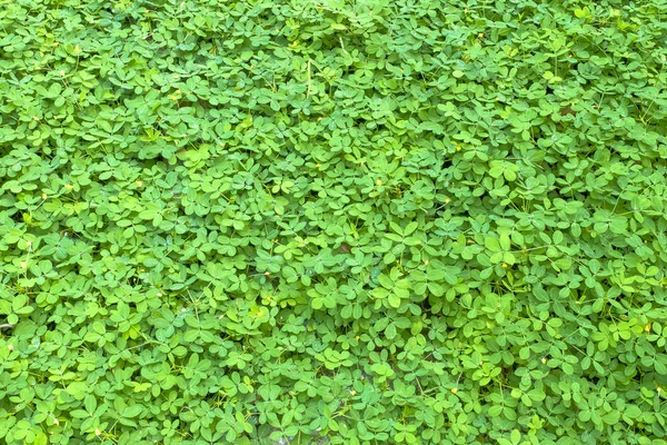 微小的绿色叶背 — 图库照片