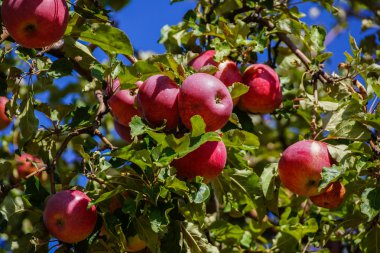 Ağaç üzerinde kırmızı elma büyümek.