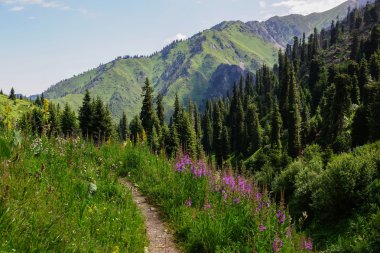 Yaz manzara. Dağlarda
