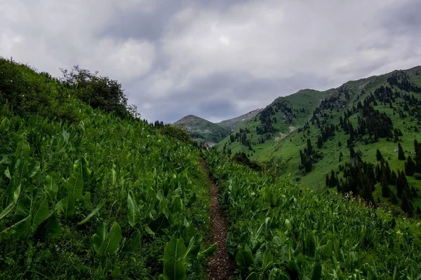 Weergave voor bergen en pad — Stockfoto