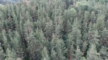 Köknar ağaçlarının yukarıda hava uçuş