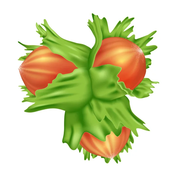 Fındık yaprakları, üç fındık ile. Gerçekçi vektör çizim