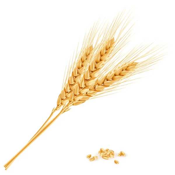 Buğday, gerçekçi vektör çizim