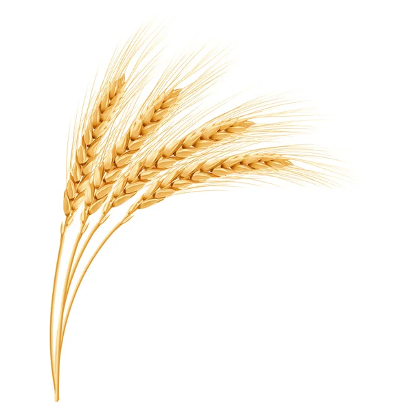 Wheat, realistic vector illustration — Stock Vector