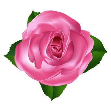 Pembe Gül vektör çizim. Yüksek kaliteli vektör.