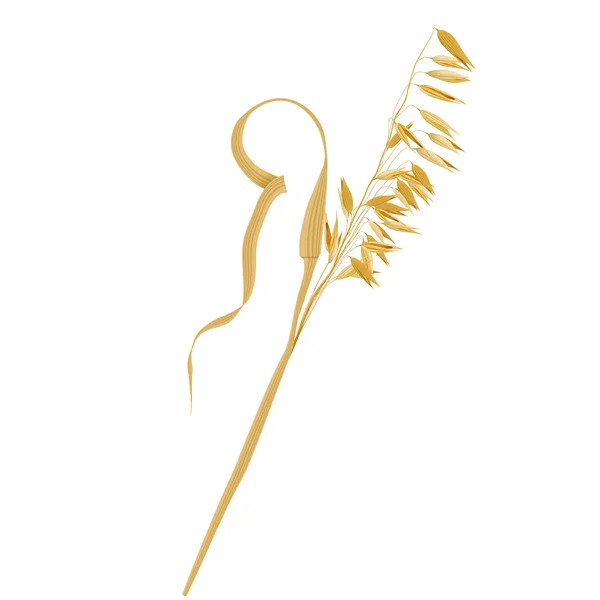 Yulaf, gerçekçi vektör çizim