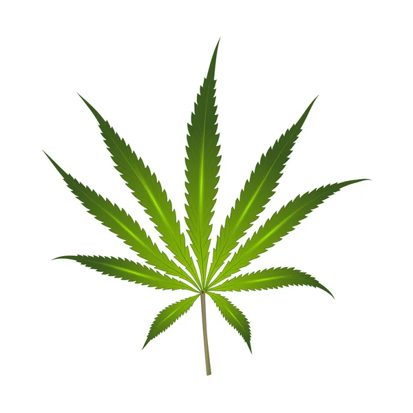 Beyaz bir arka plan kenevir yaprağı