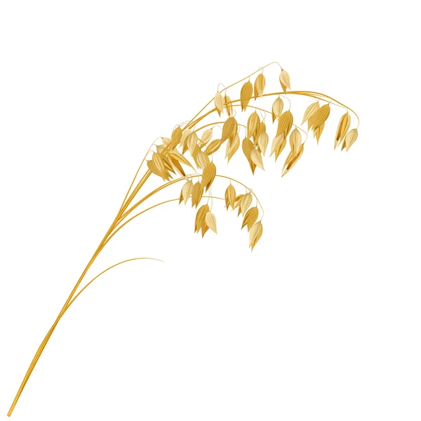 Yulaf, gerçekçi vektör çizim