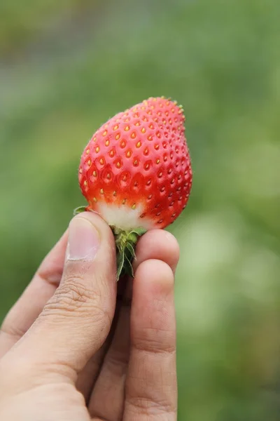 Nikko fraise parc Photo De Stock