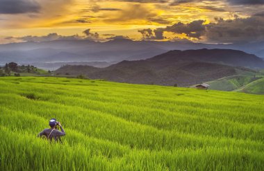Güzel Teras pirinç tarlaları
