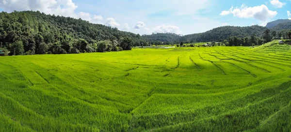 Hermosa terraza arrozales —  Fotos de Stock