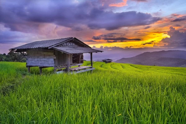 Belle terrasse rizières — Photo