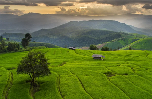 Terrain de riz mitoyen dans le village de Mae-Jam — Photo