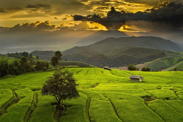 Bann Pa Bong Champ de riz Pieng en terrasses — Photo