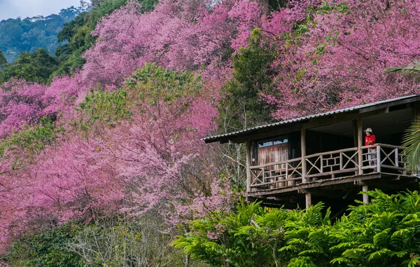 Kirschblüte und Sakura bei chiang mai — Stockfoto