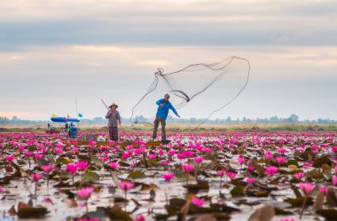 Udonthani görünmeyen pembe nilüfer Festivali