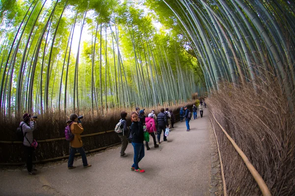 Ścieżka w bambusowym lesie, Arashiyama — Zdjęcie stockowe