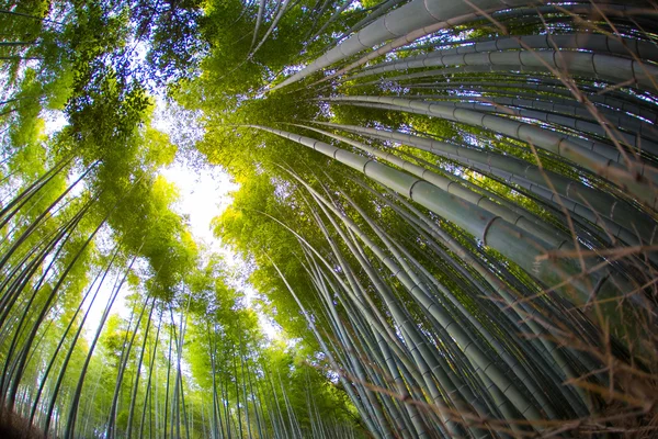 Floresta de bambu, Arashiyama — Fotografia de Stock