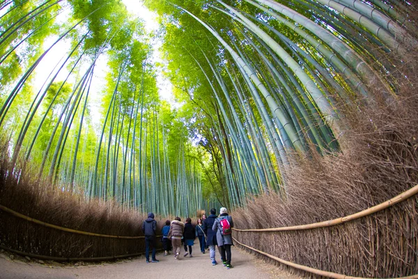 Ścieżka w bambusowym lesie, Arashiyama — Zdjęcie stockowe