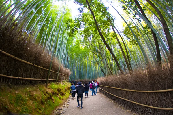 Chemin vers la forêt de bambous, Arashiyama Image En Vente