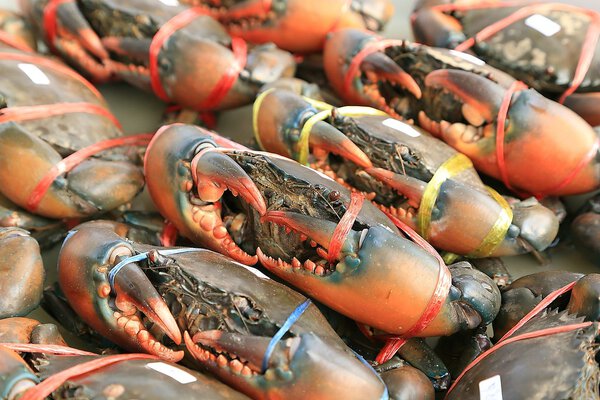 Fresh crab in thai market