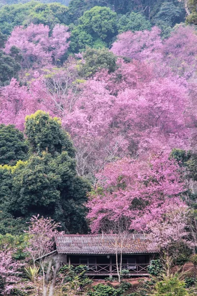 チェンマイの桜 ストック写真