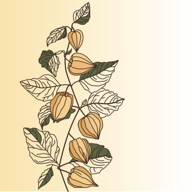 Physalis turuncu fenerler, kuru çiçekler