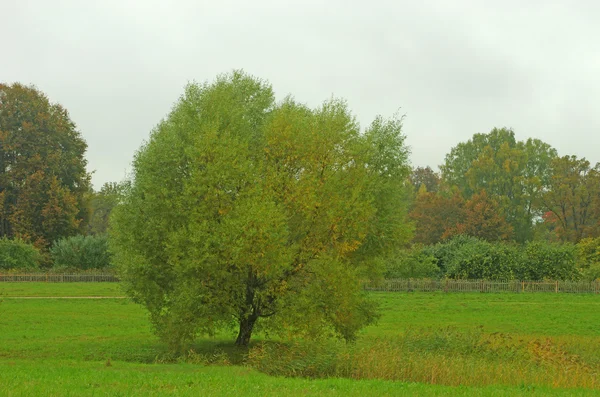 Manzara — Stok fotoğraf