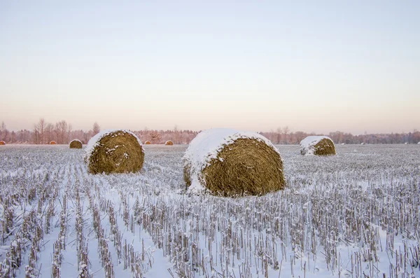 Donmuş haystacks alanıyla