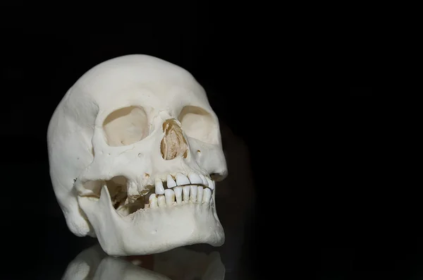 PHoto ludzkiej czaszki — Zdjęcie stockowe